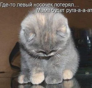 83273802_kot_nosochek_poteryal.webp