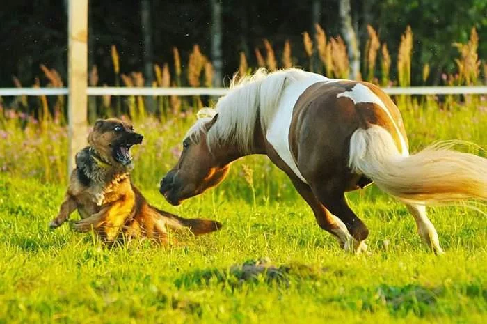 83339047_1482089_sobaka.webp