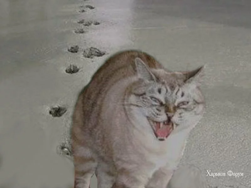 83926750d2c897ae.webp