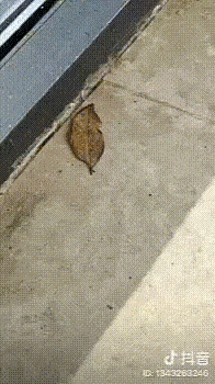 83a606734e22d68246b6.gif