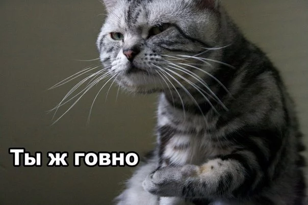 83d6ae617085d715b9c064bdea71aa5a.webp