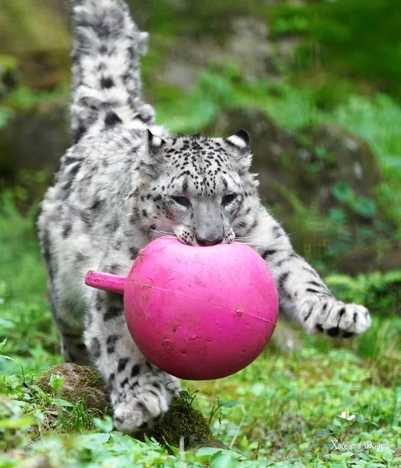 83d8b6d8df2ea1f886.webp