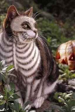 84229737_x_0b6527991.webp