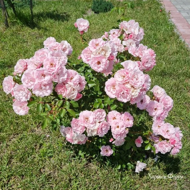 8478f3868d452fa2.webp