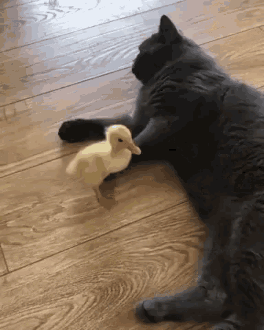 84b8b23e6f64cc3c08f792.gif