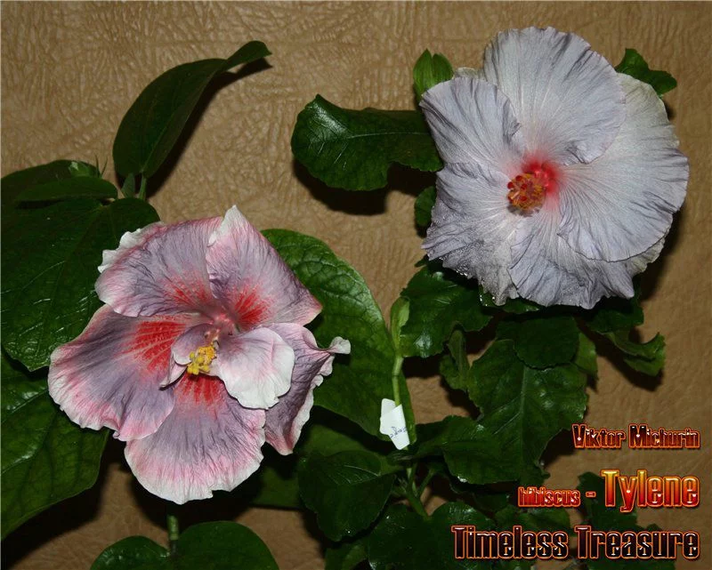 84dca1a3c3ac6ffc1b981075de05534c.webp