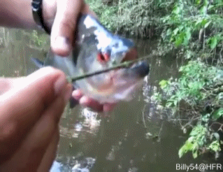 85b6a8616b46007f.gif