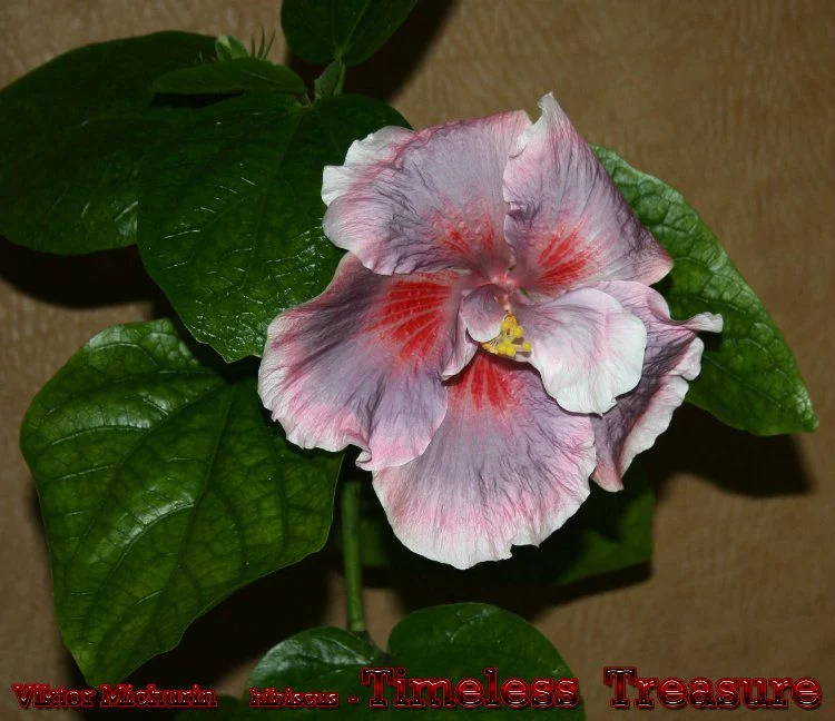 85d94575f13b0efd22ce7174e3a41224.webp