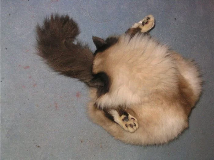 86043_4059800_1292950227_cats_strange_positions_02.webp