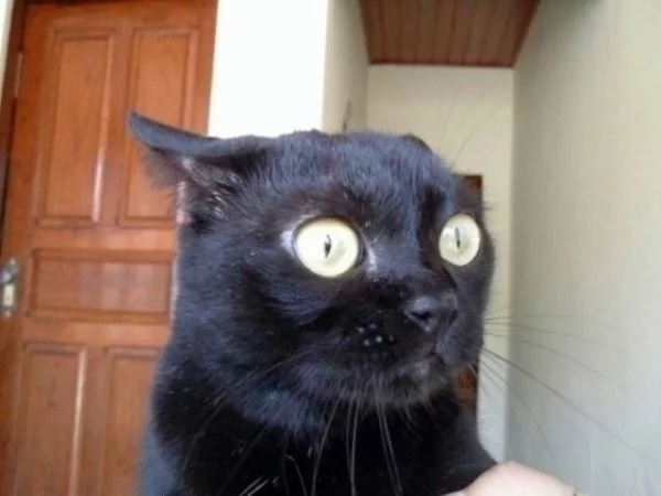 8639331_1195241509_cat_24_06_07_210.webp