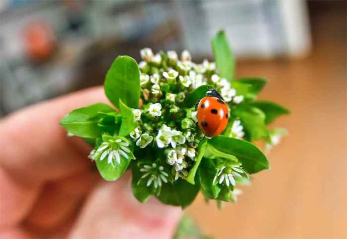 86576022_large_800x478667.webp