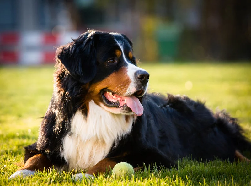 8677959751_9138d43a64_c.webp
