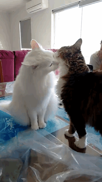 8677cadbe918087be0d5906.gif