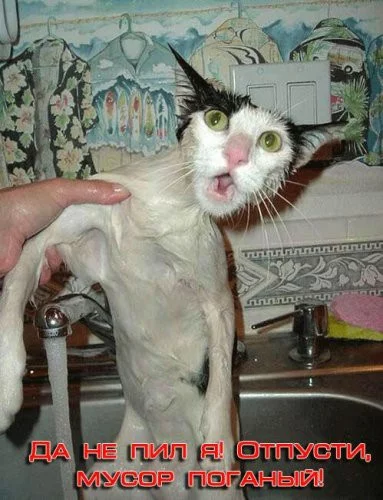 868900.060427_cat1-web.webp