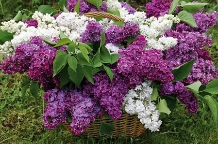868b06779418475bfe67db62c9b93250.webp
