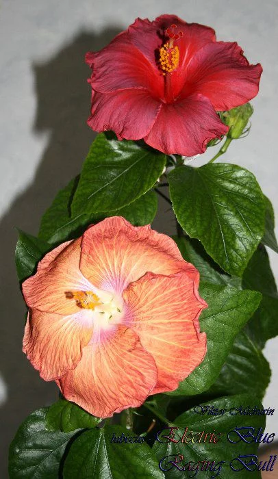 86c18993883f67edfaea409ae67bc801.webp