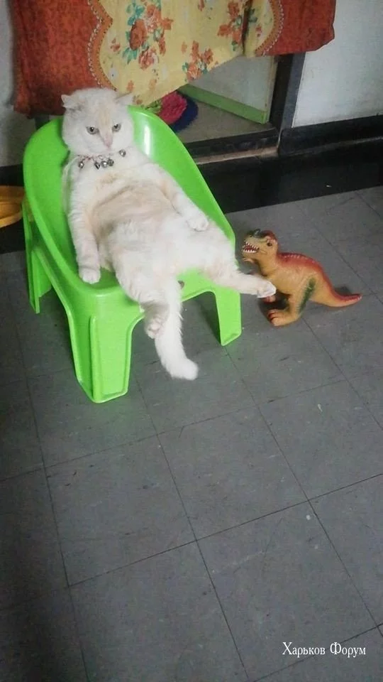 86ca6e1970b4a7579ec8bc.webp