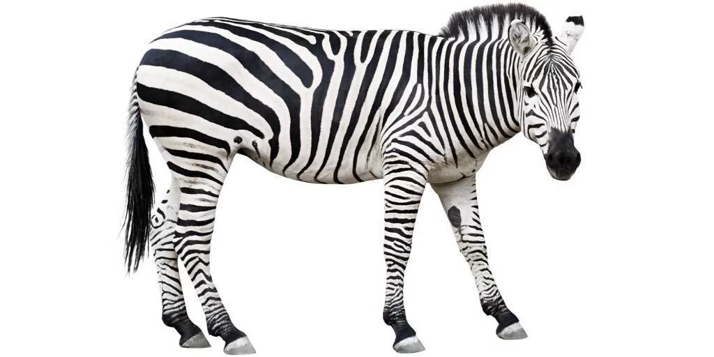 87f8f44d0614a0ed3d2c6b.webp