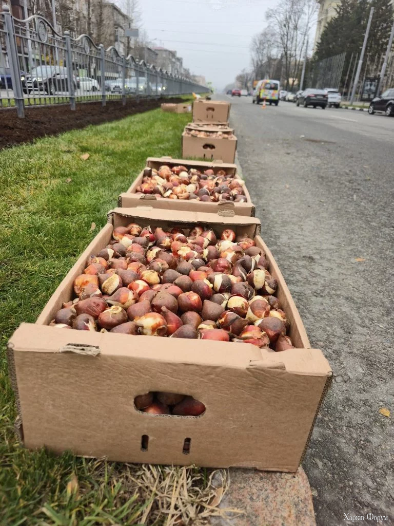 тюльпани висаджують у Харкові