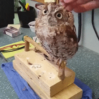 895dba0f1c55732760.gif