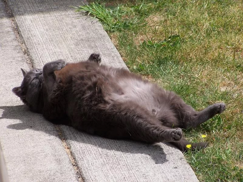 89806-800x600-Fat-cat-9.webp