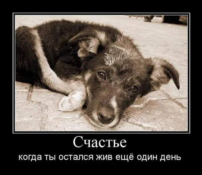 8984231285785142_schaste.webp