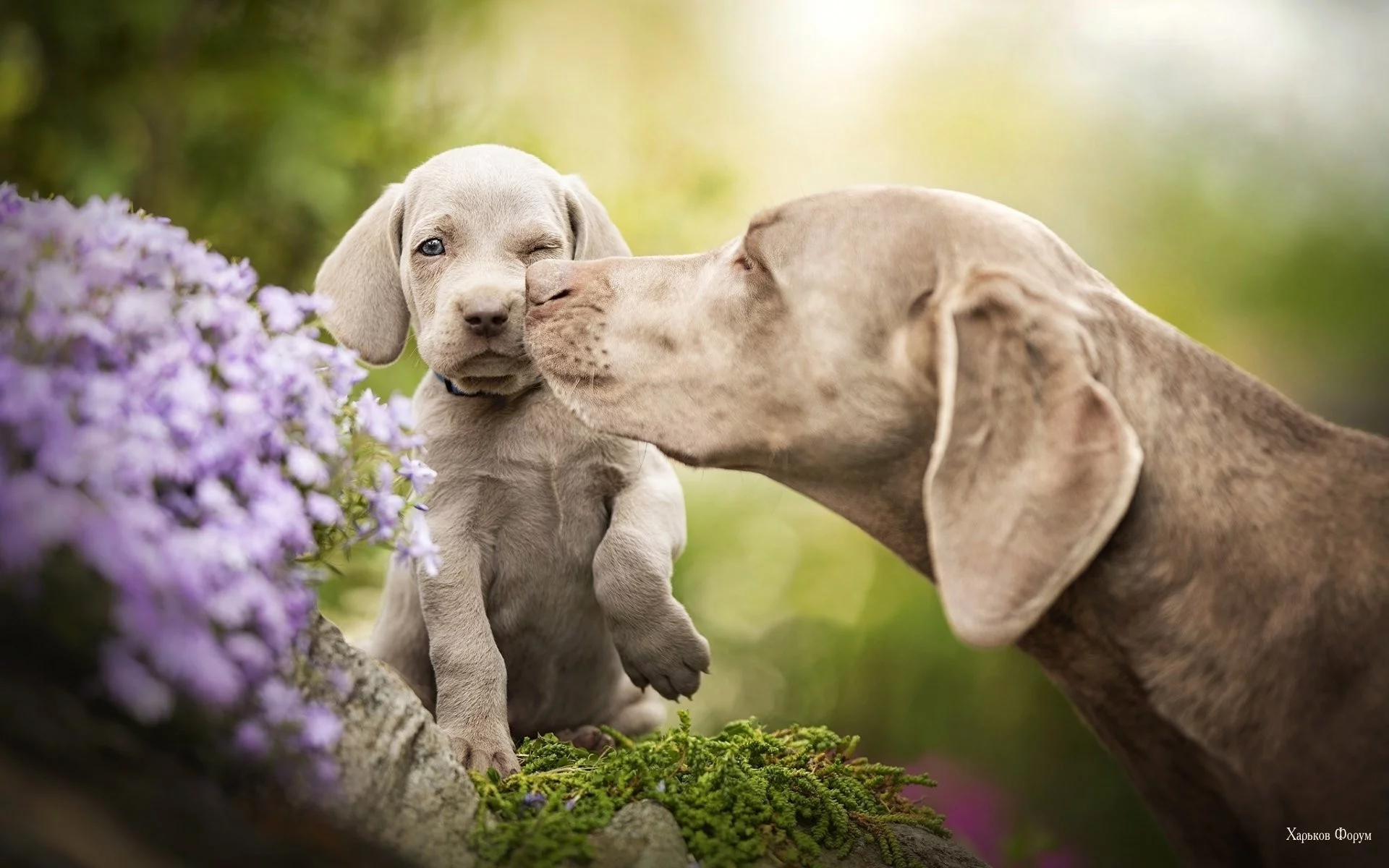 8aa493c335402e5a120.webp