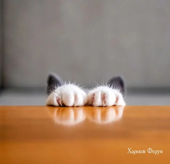 8ab016bda0645dfe.webp