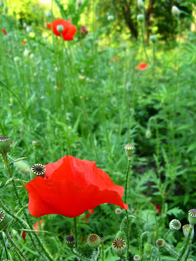 8aeafe.webp