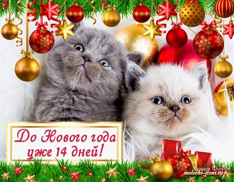 8af68e0a52b83cf7eb4.webp