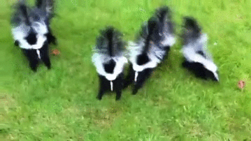 8b10b583e4cb7f5a83.gif
