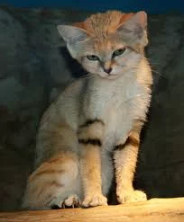 8B5ztXJrh7oq6KWre18tn5Bh4Es4szaPtb5sbSZycpPZllpPRg.webp