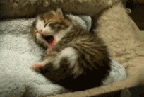 8b817f03d610c8ff290299.gif