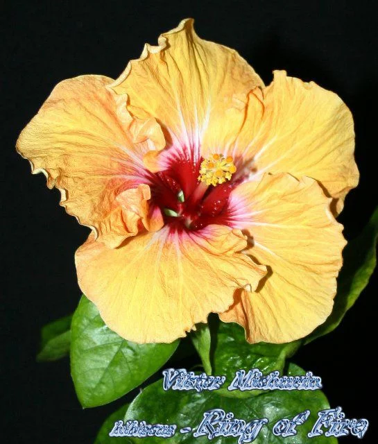 8bab05d357316b7a7db0fd987b797c31.webp