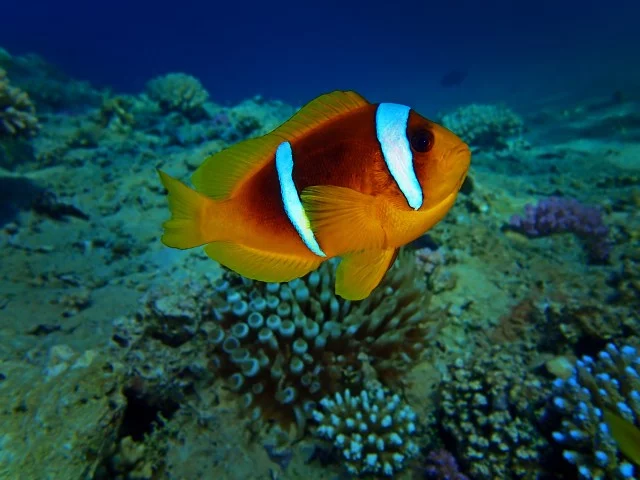8bebfa.webp