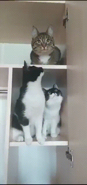 8c13bd04ad6d3fdb9db5ce43.gif