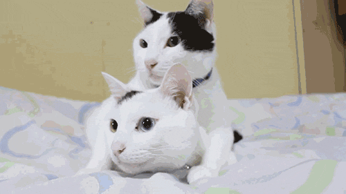 8c15dbc0ed61a7d9ee28.gif