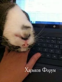 8c85cdb363e2b462af61.webp