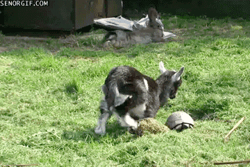 8cafbb.gif