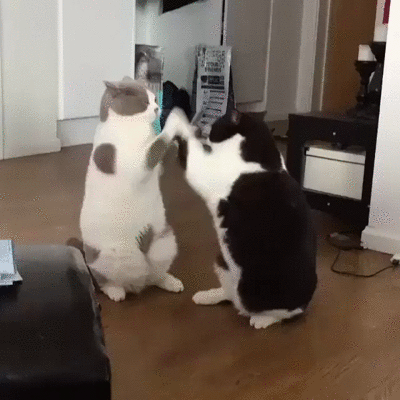8cee7a54dc3f4c315264.gif