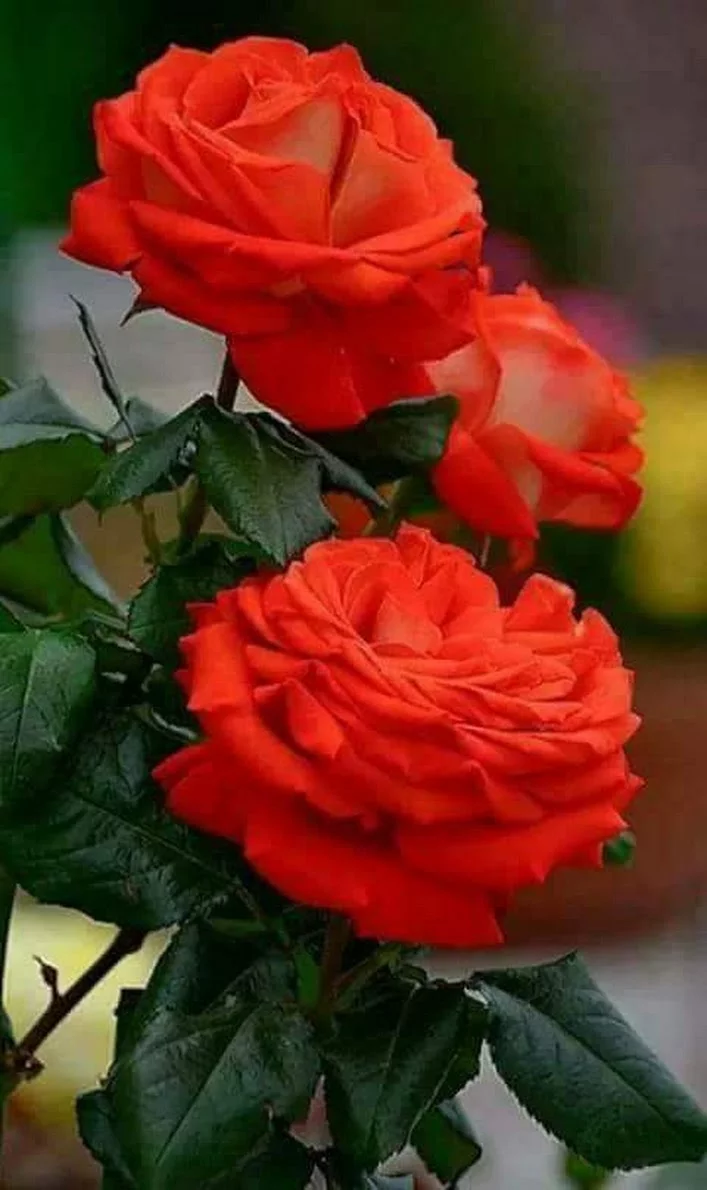 8cfhgg.webp