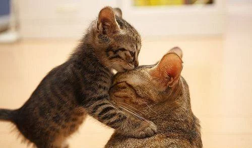 8d5d32467e_1455142_med.webp