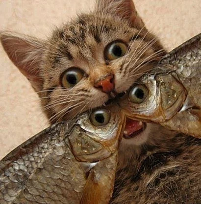 8dajgj.webp