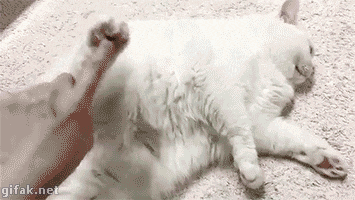 8dbcc30cdcae44a148c1a8.gif