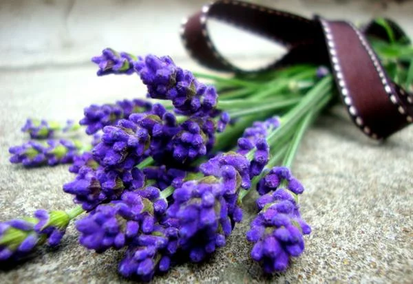 8dcfdd.webp