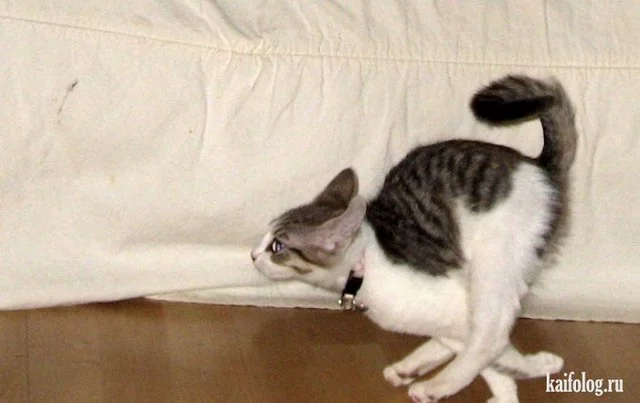 8djfhh.webp
