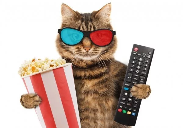 8f15b2f9f35a29a3.webp