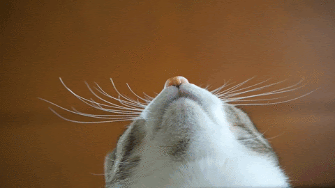 8f6a8ea044bcabc54f034411.gif