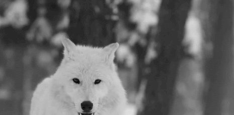 8fb6ad3791fe53334c28b9ce711b3d2e.gif