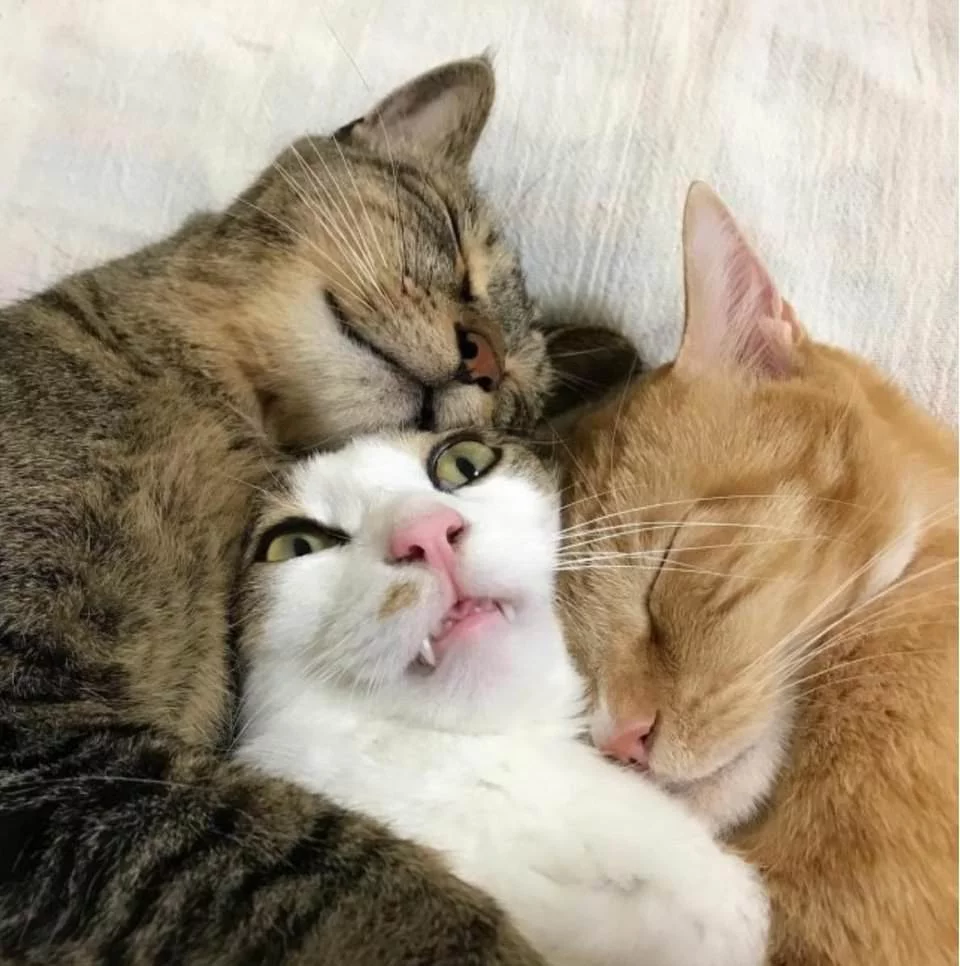 8fbahf.webp